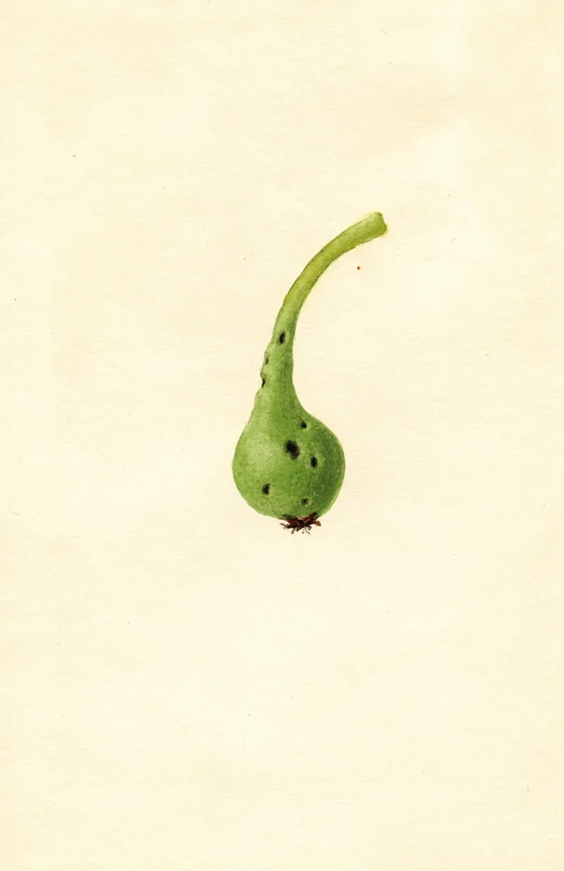 Pyrus Communis Bosc 2