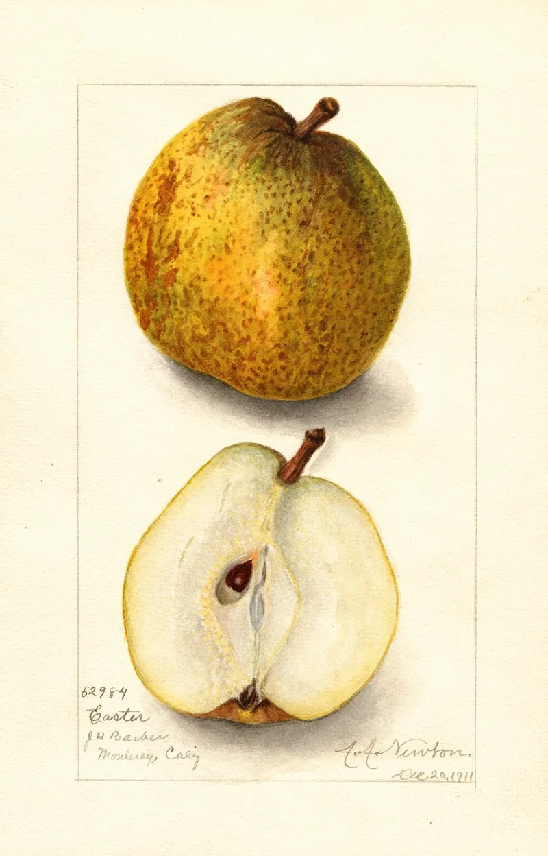 Pyrus Communis Easter