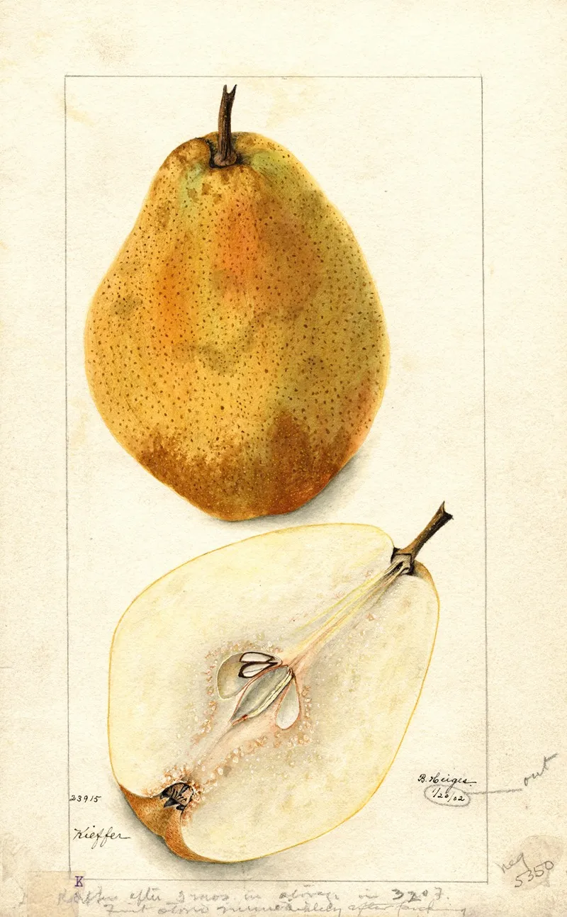 Pyrus Communis Kieffer 3 by Bertha Heiges - Canvas Print