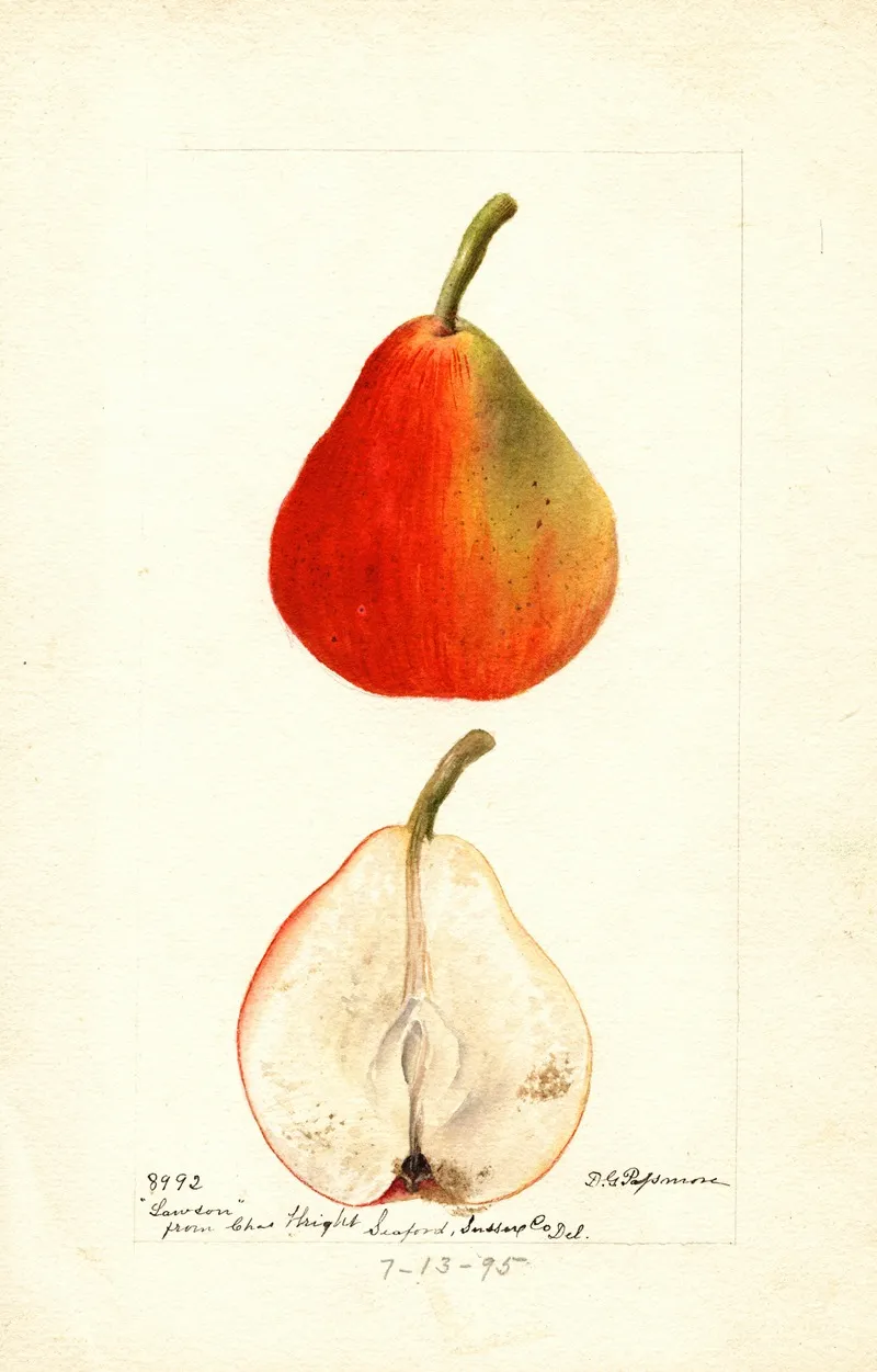 Pyrus Communis Lawson by Deborah Griscom Passmore - Canvas Print