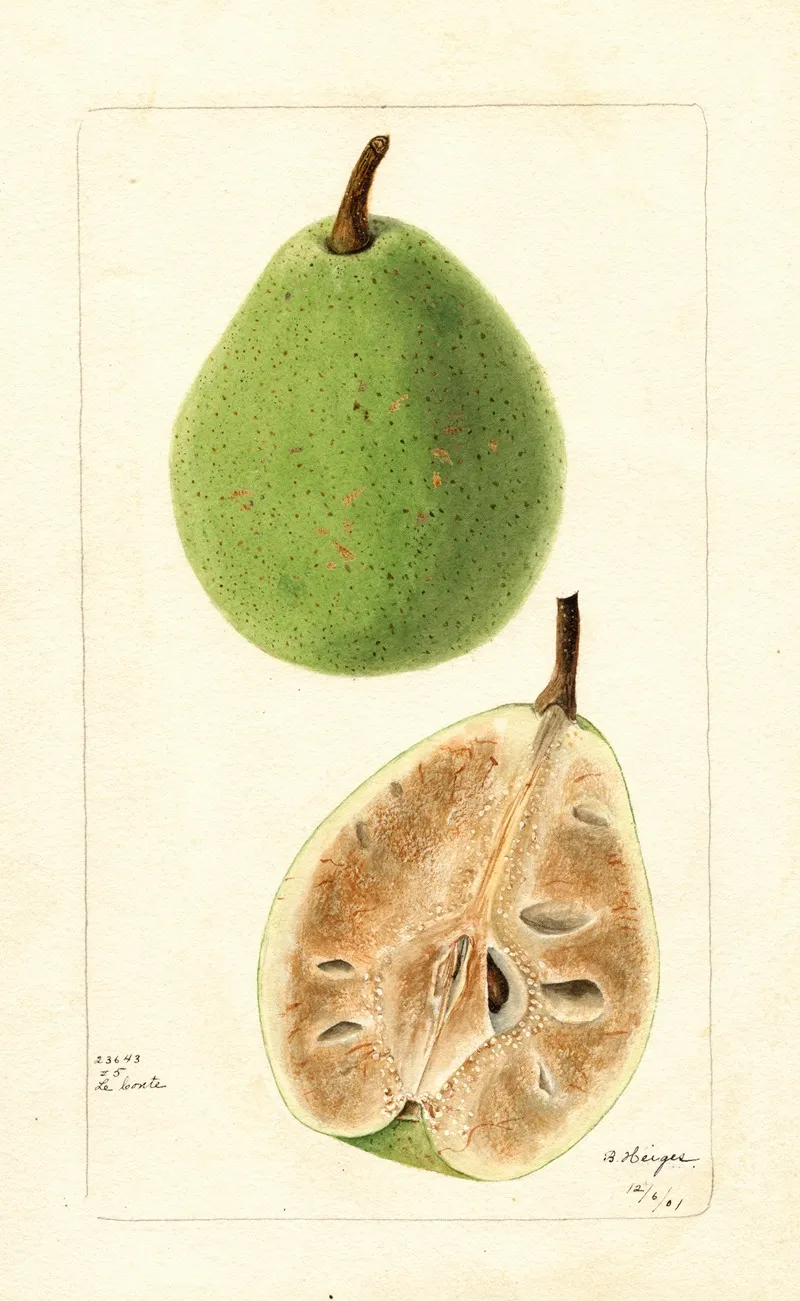 Pyrus Communis Le Conte 2 by Bertha Heiges - Canvas Print