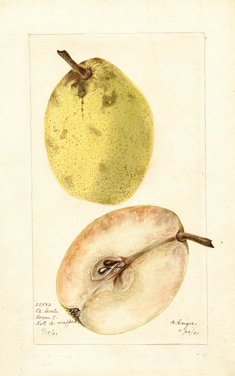 Pyrus Communis Le Conte by Bertha Heiges - Canvas Print