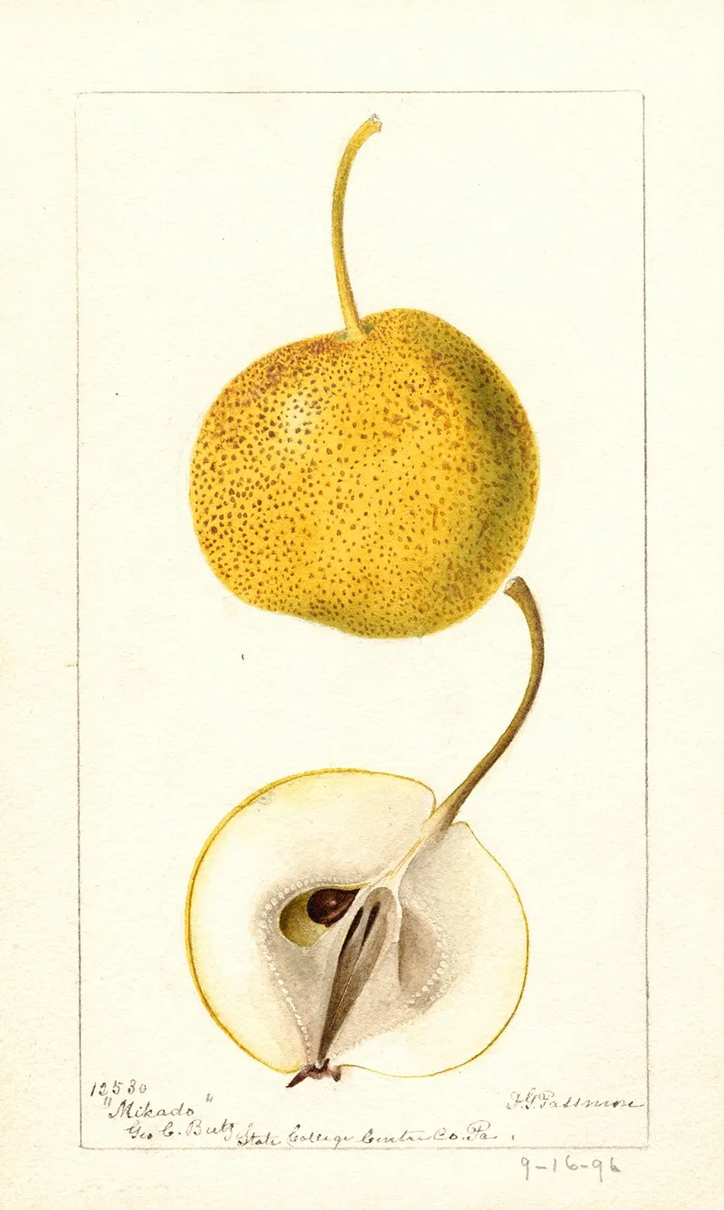 Pyrus Communis Mikado by Deborah Griscom Passmore - Canvas Print