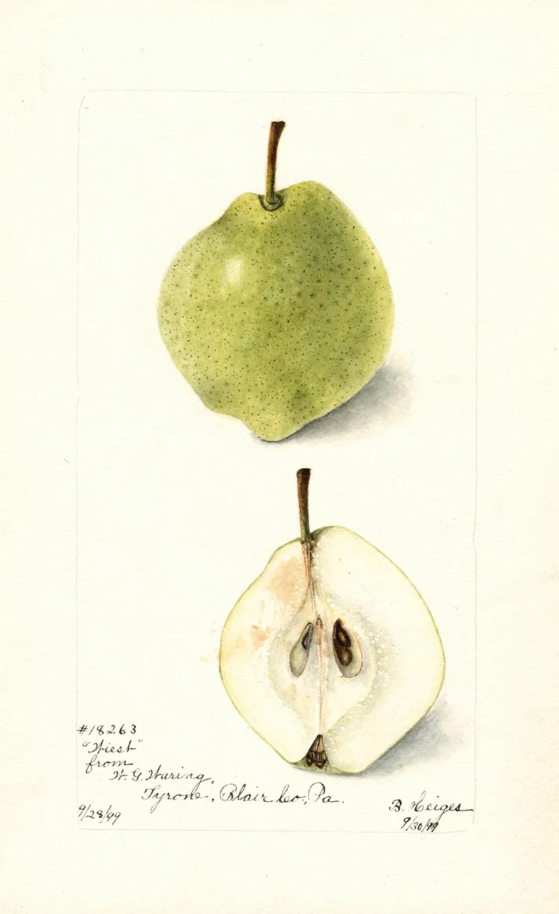 Pyrus Communis Wiest 2 by Bertha Heiges - Canvas Print