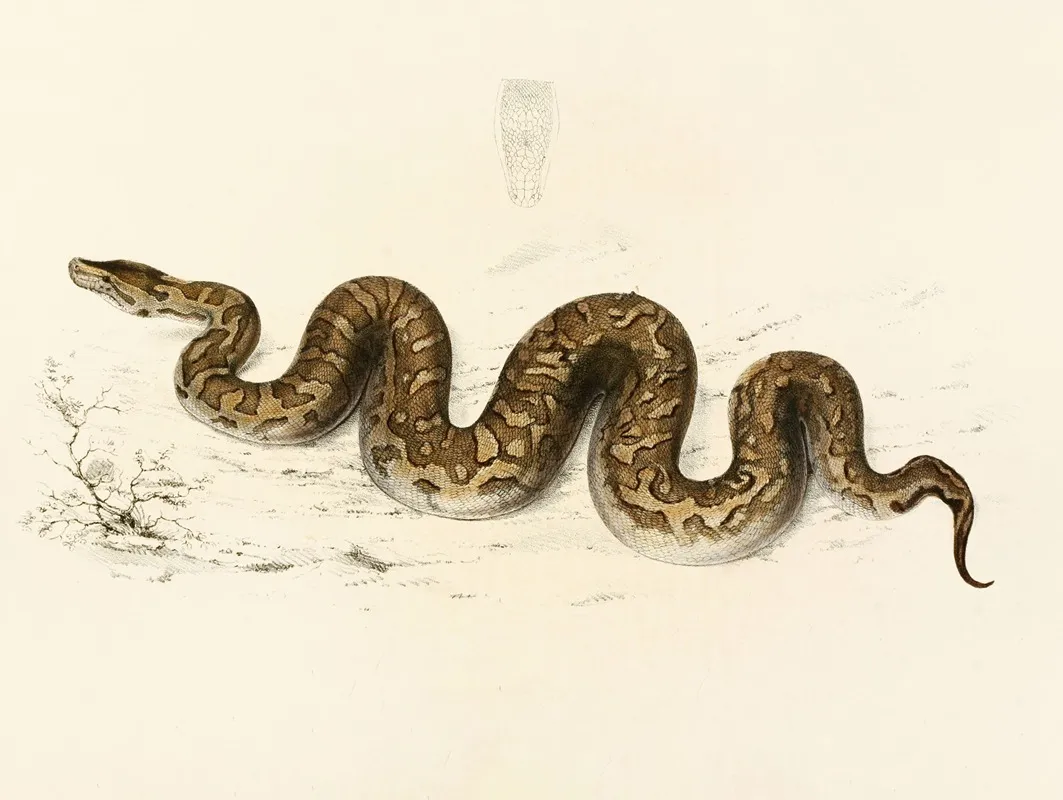 Python Natalensis by Sir Andrew Smith - Canvas Print