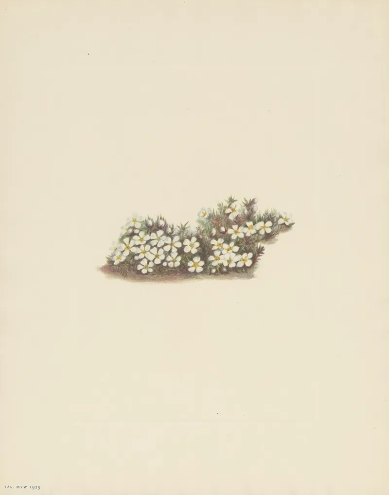 Pyxie Pyxidanthera Barbulata 3