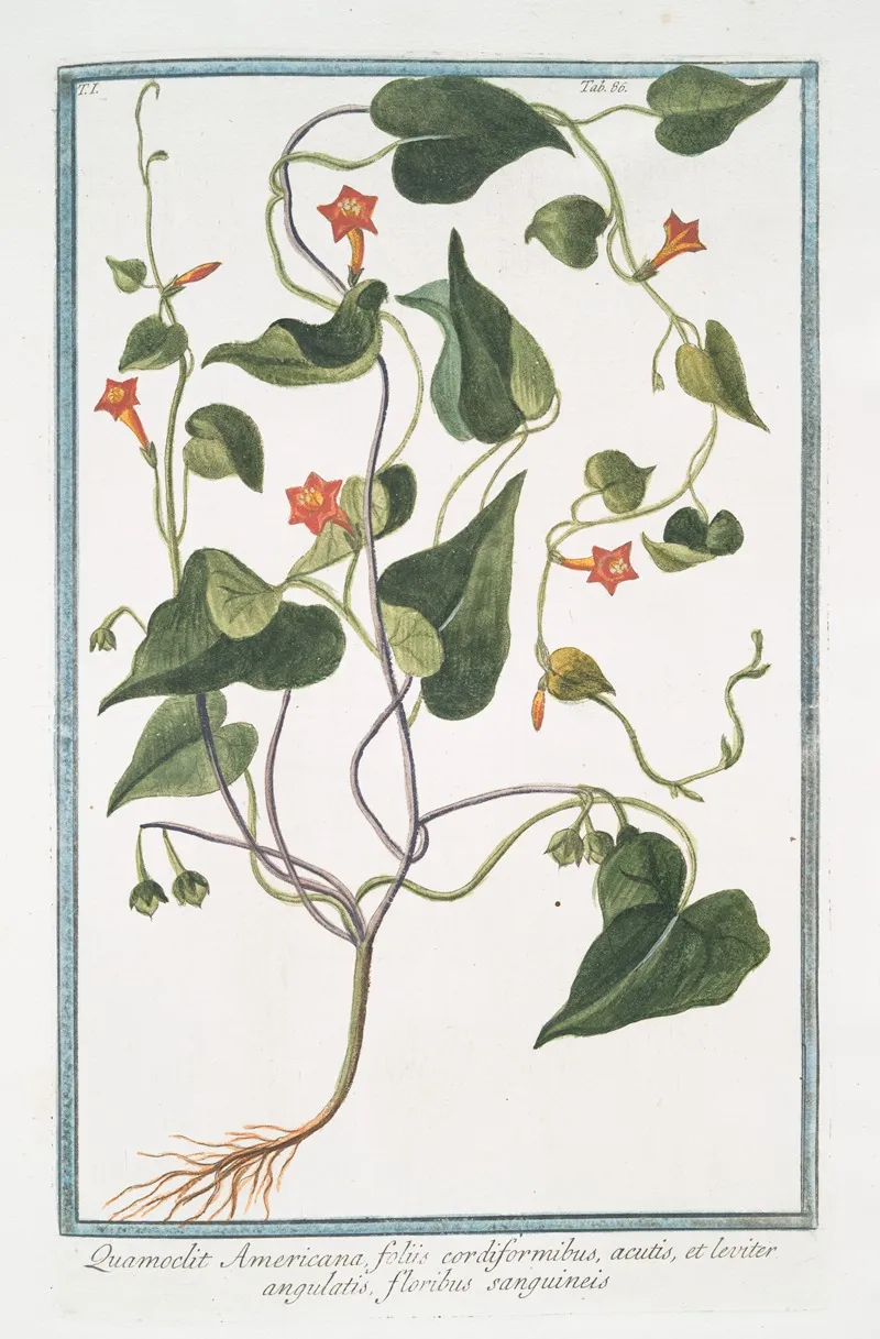 Quamoclit Americana Foliis Cordiformibus Acutis Et Leviter Angulatis Floribus Sanguineis