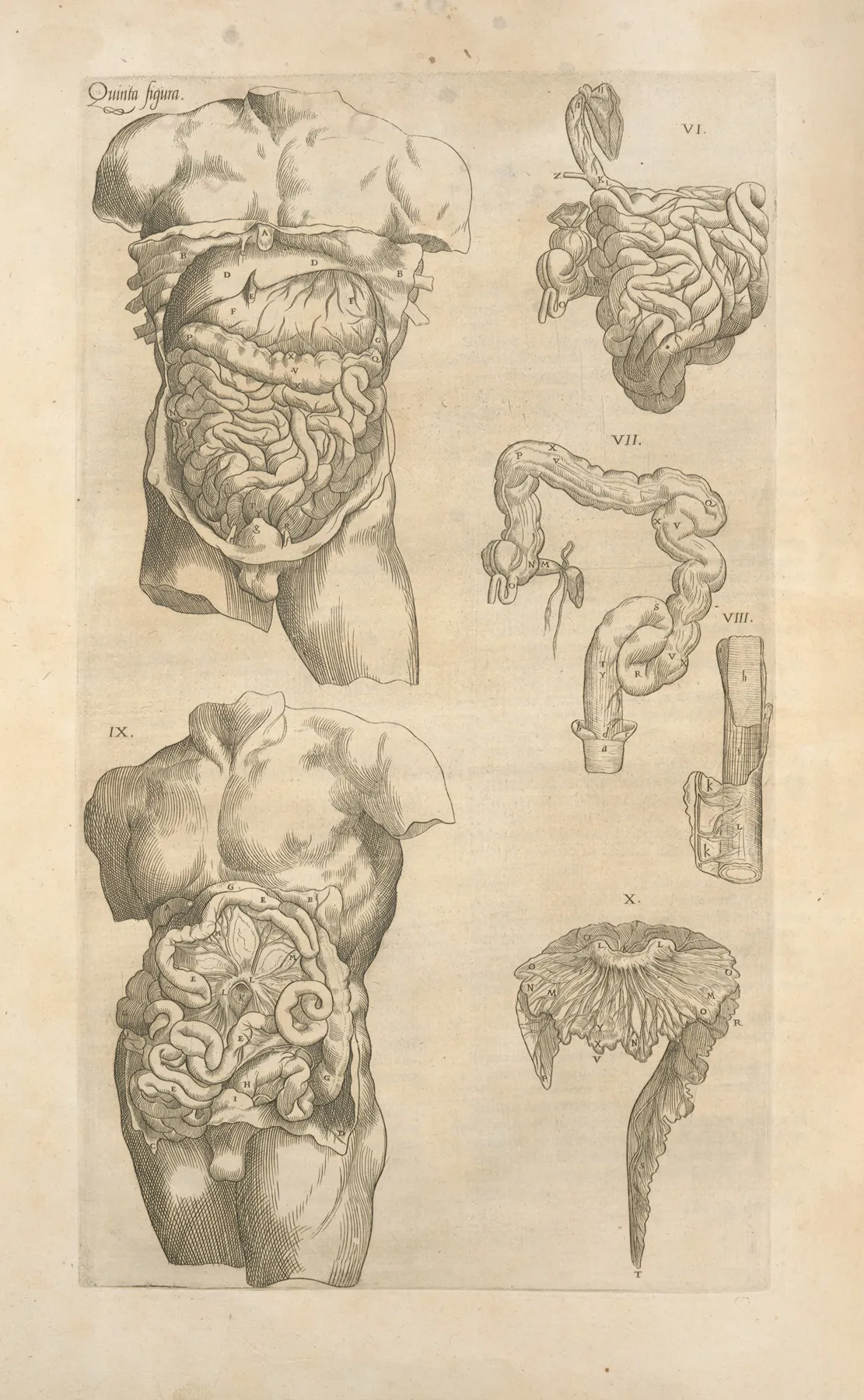 Quinta Figura Digestive Tract Another View by Thomas Geminus - Canvas Print