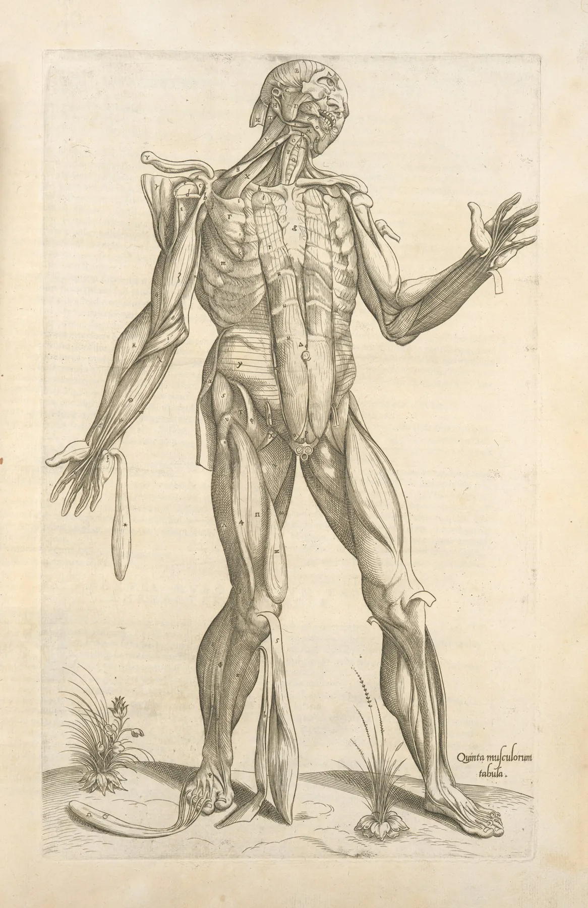 Quinta Musculorum Tabula by Thomas Geminus - Canvas Print