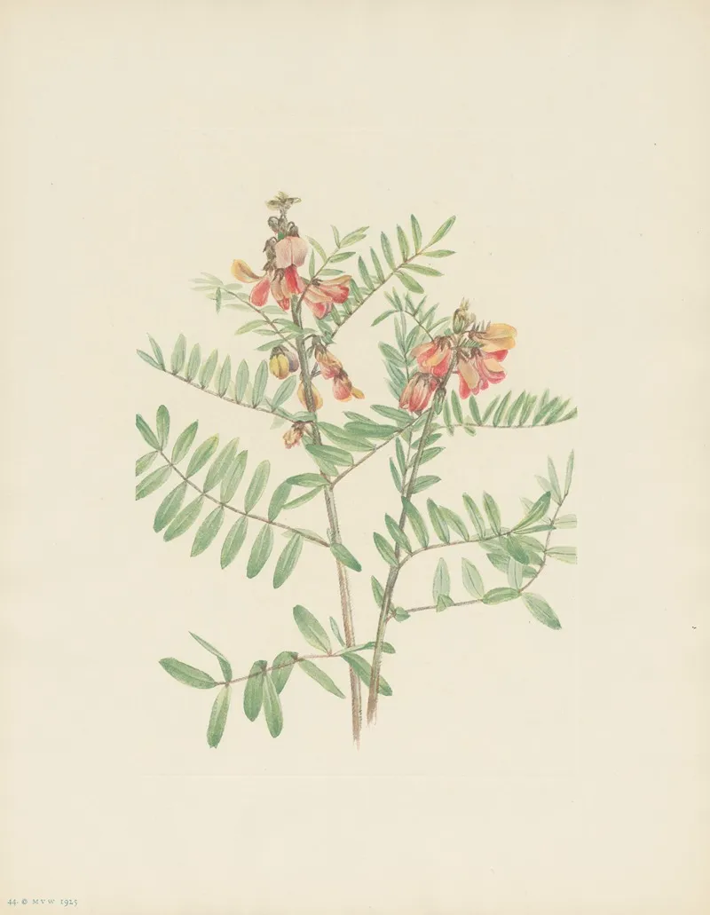 Rabbitbean Cracca Virginiana 3