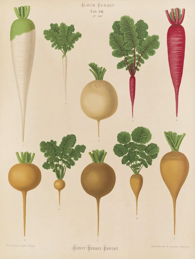 Radishes