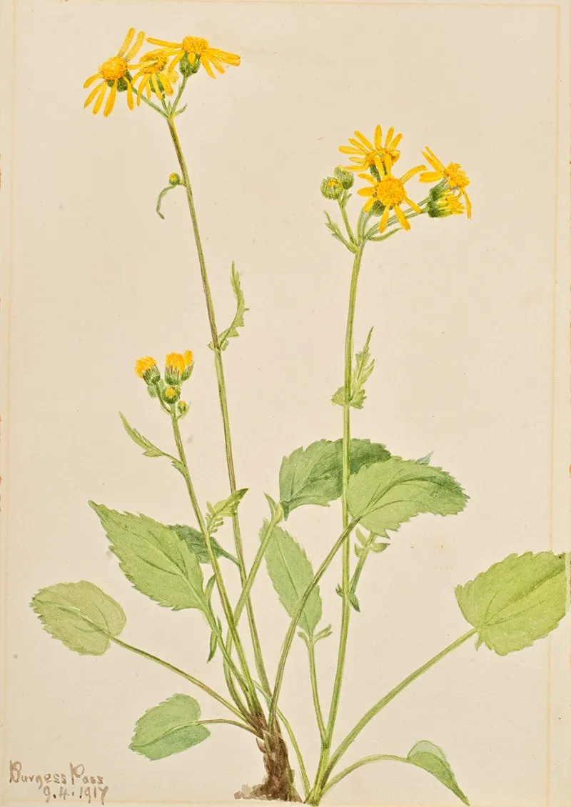 Ragwort Senecio Burkei