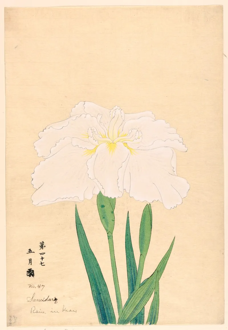 Rain In May Samidare