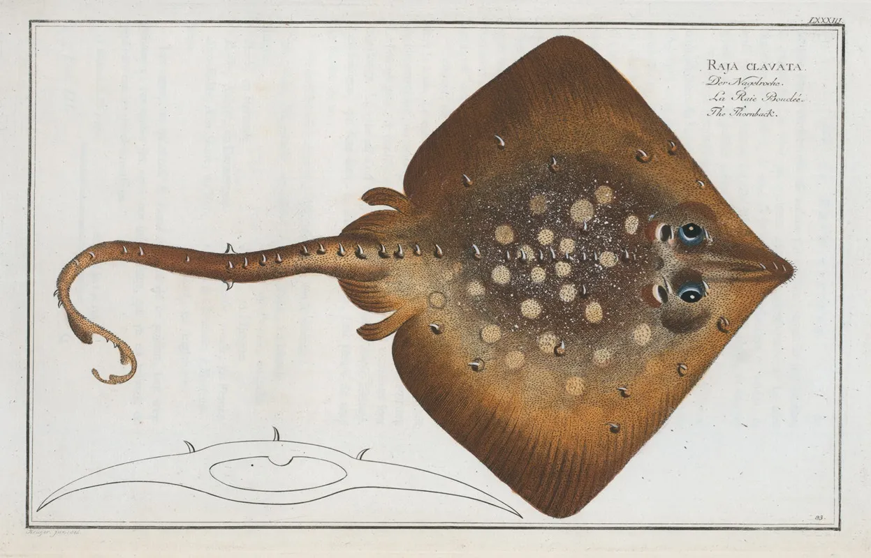 Raja Clavata The Thornback