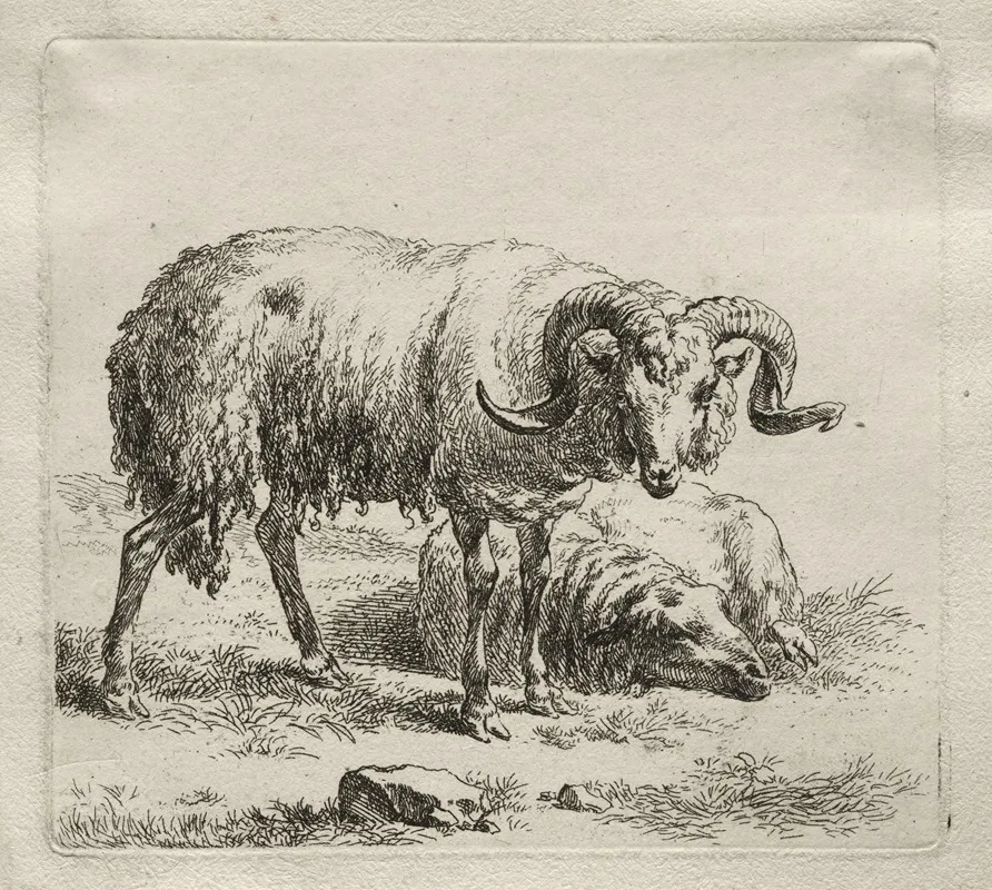 Ram And Sheep