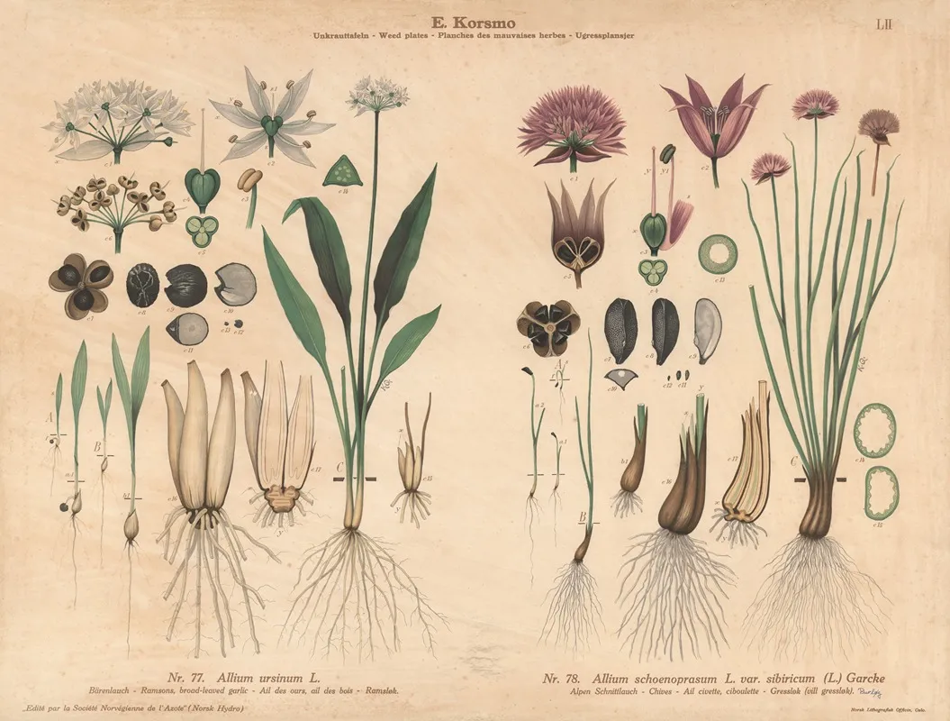 Ramsons Broad Leaved Garlic Chives by Knut Quelprud - Canvas Print