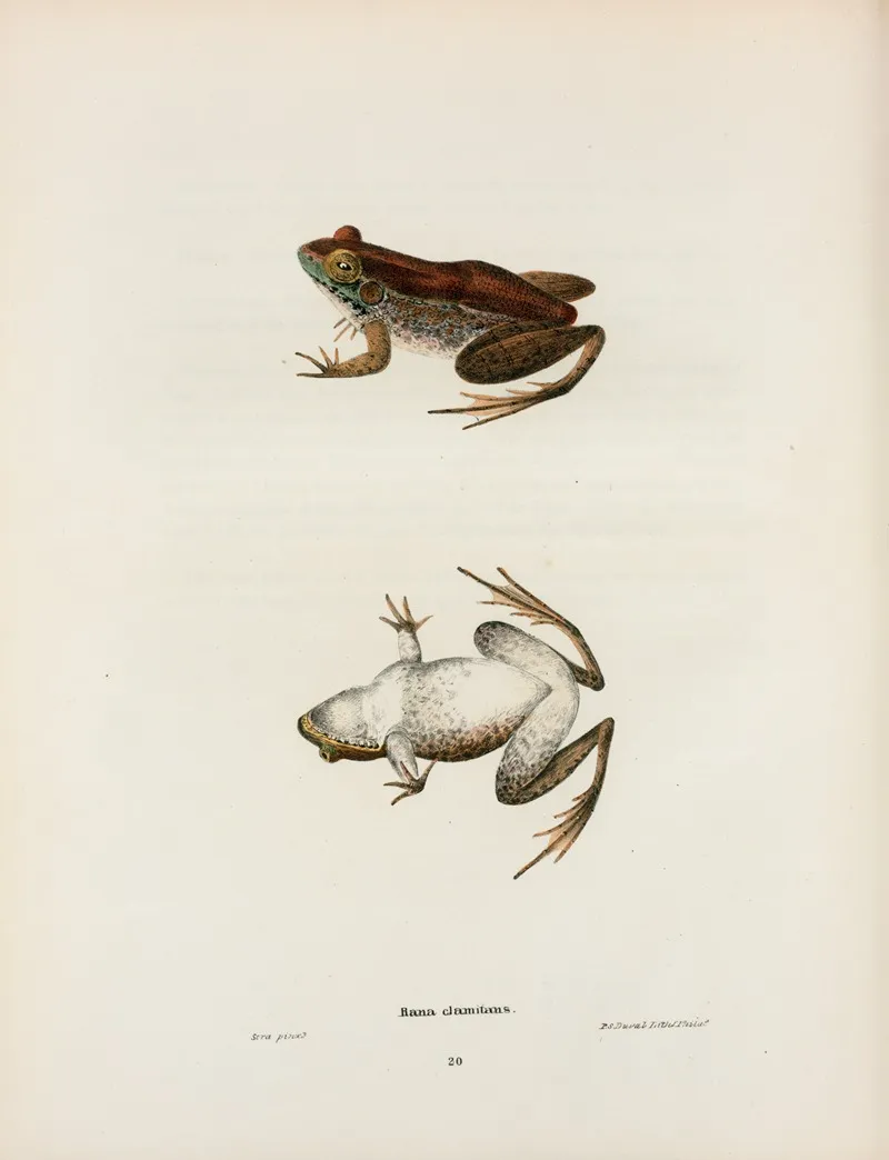 Rana Clamitans by John Edwards Holbrook - Canvas Print