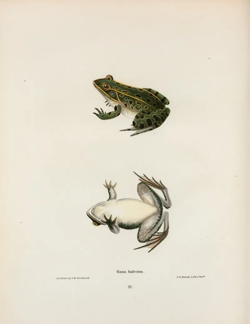 Rana Halecina by John Edwards Holbrook - Canvas Print