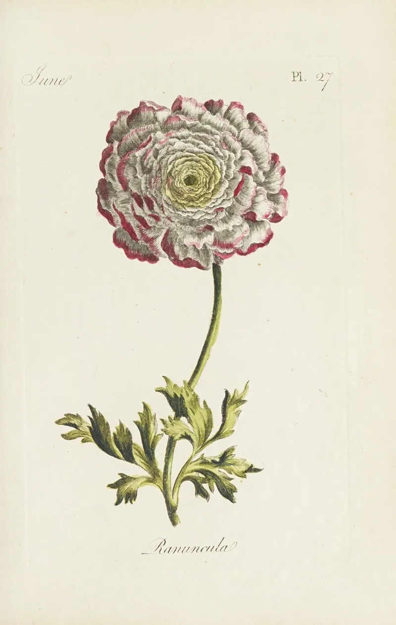 Ranuncula by Carington Bowles - Canvas Print