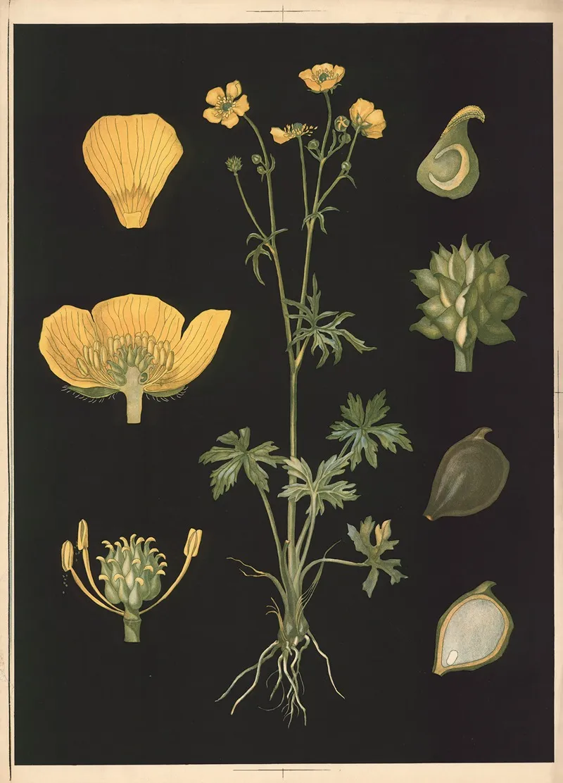 Ranunculus 10 by Ebba Masalin - Canvas Print