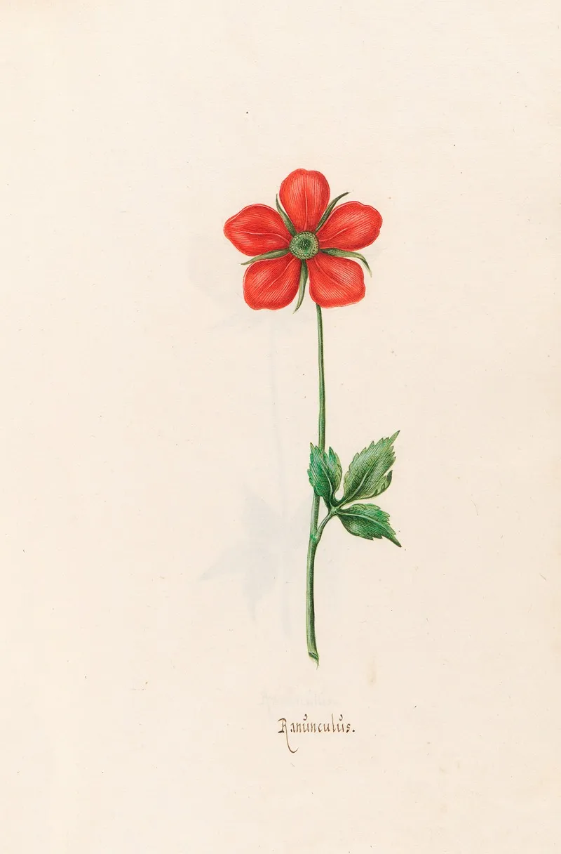 Ranunculus 8