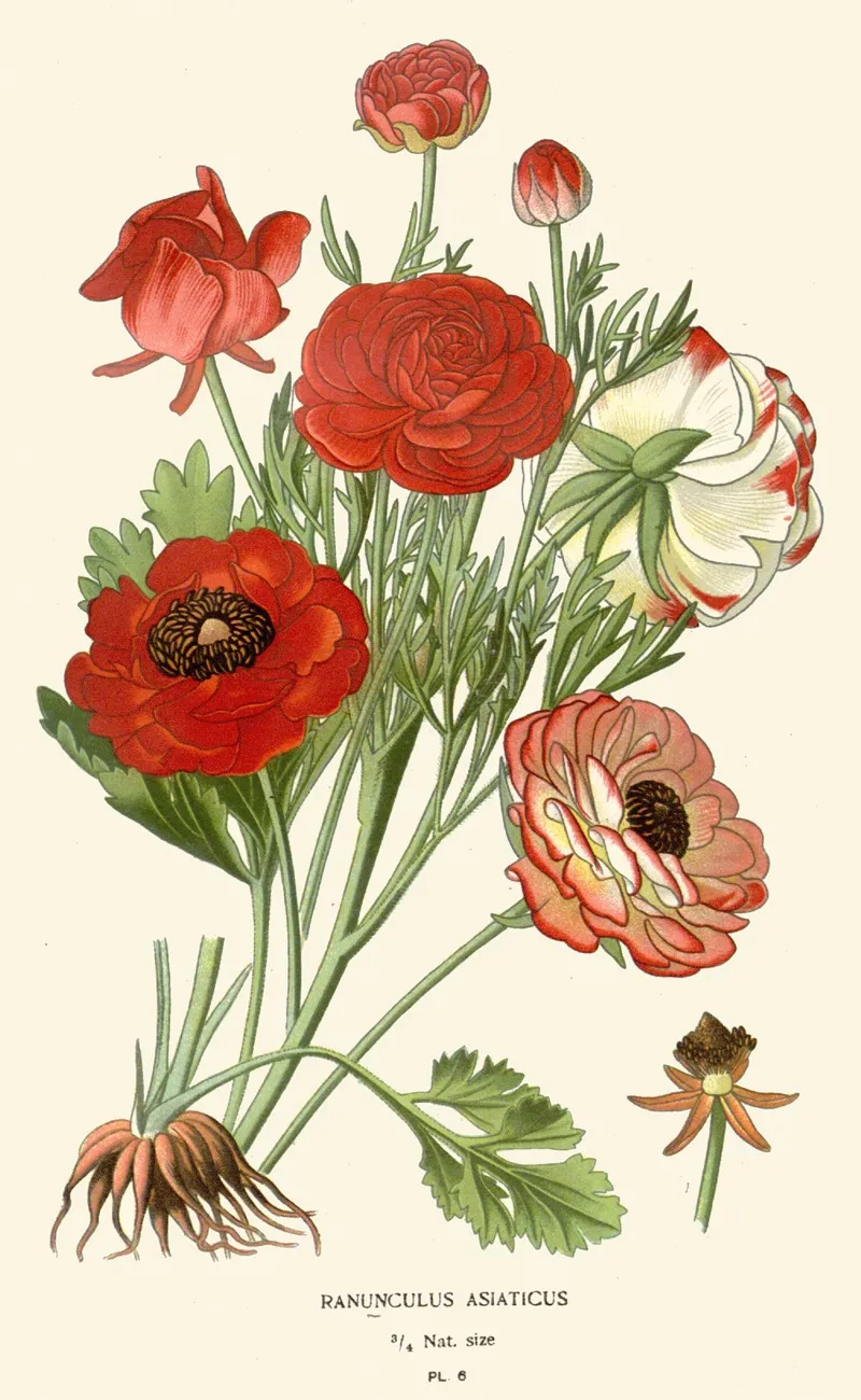 Ranunculus Asiaticus by Edward Step - Canvas Print