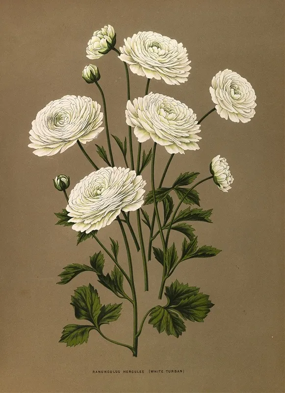 Ranunculus Hercules White Turban