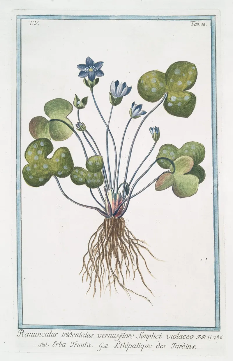 Ranunculus Tridentatus Vernus Flore Sunplici Violaceo Erba Trinita Lhepatique Des Jardins Livewort