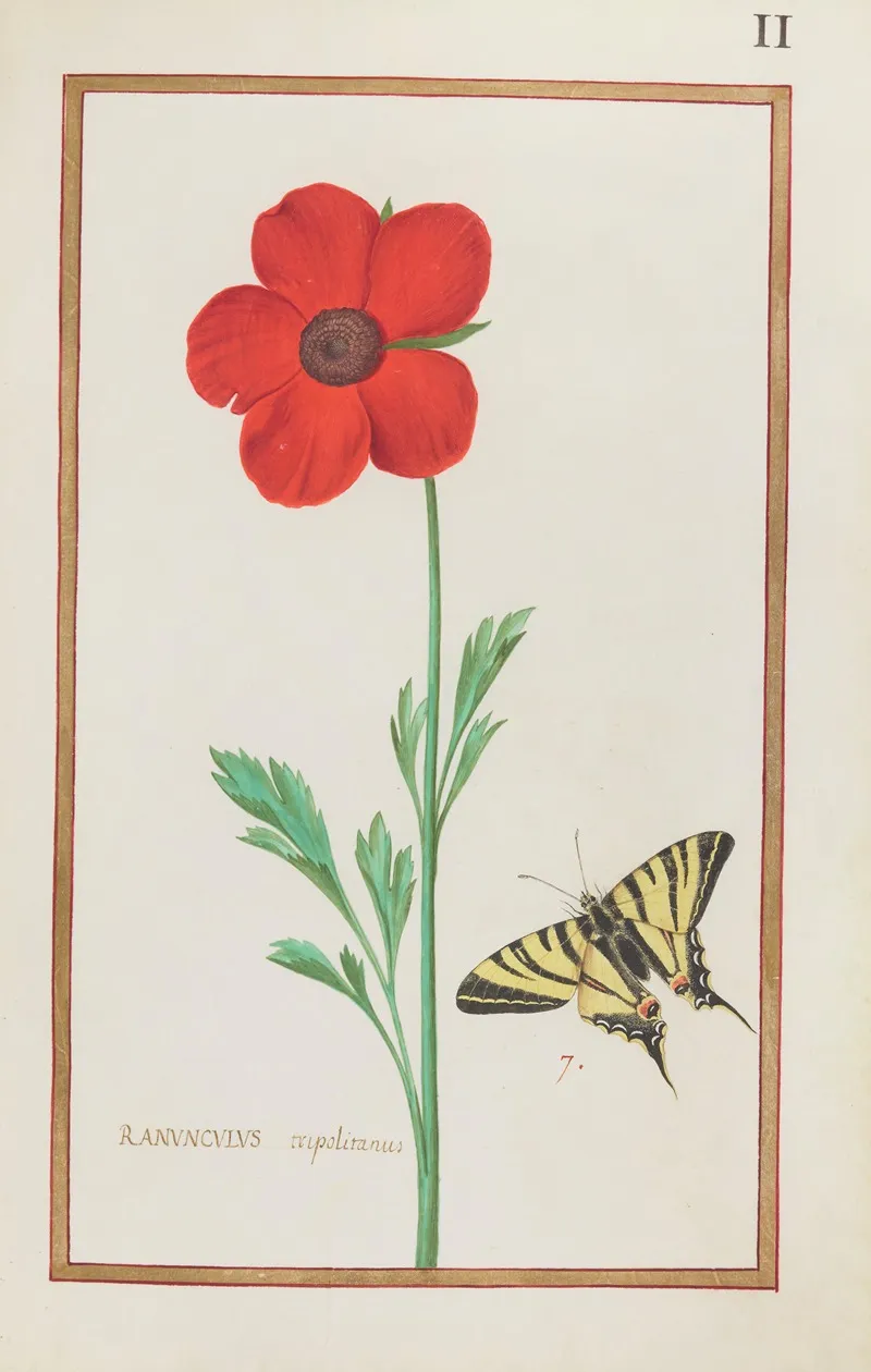 Ranunculus Tripolitanus