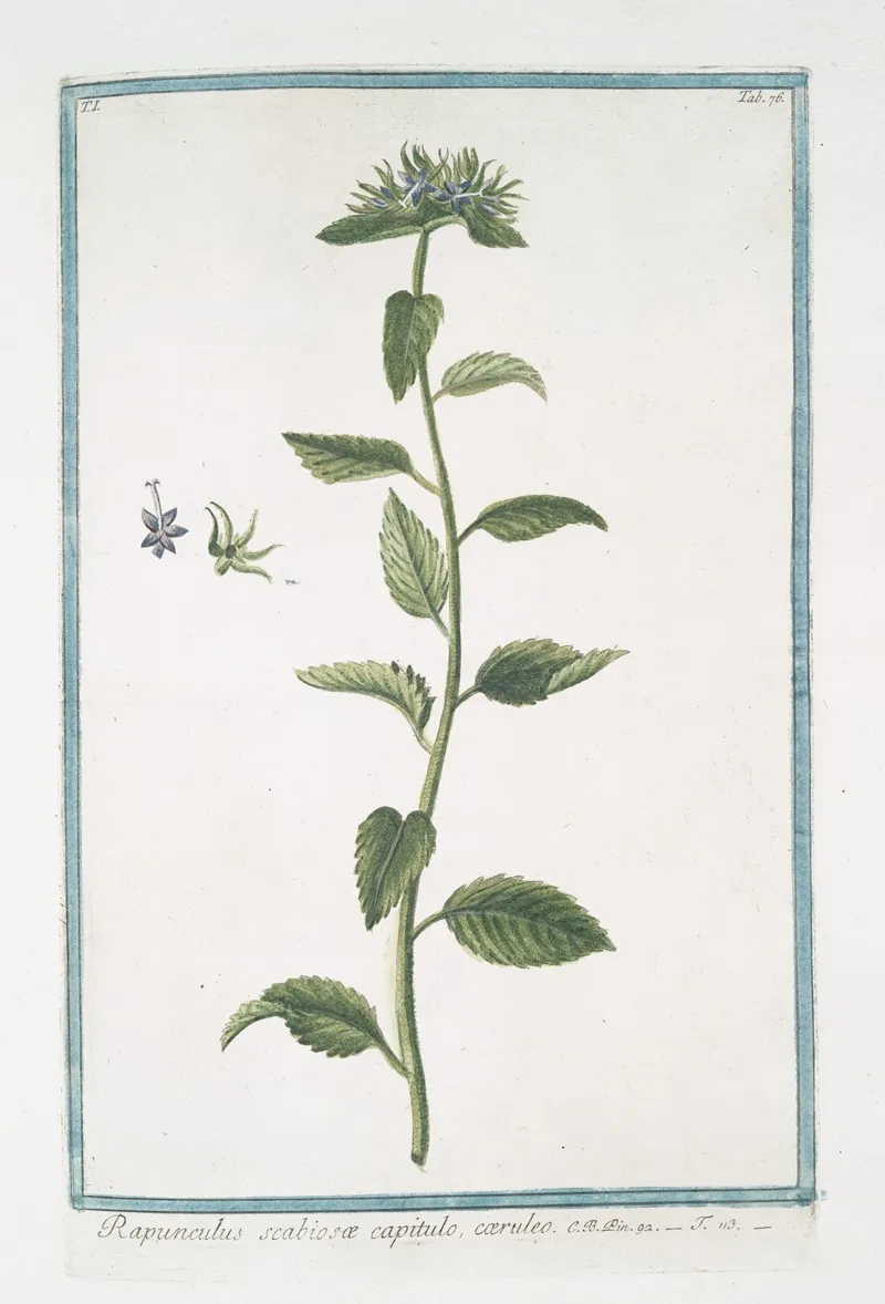 Rapunchulus Scabiosae Capitulo Caeruleo