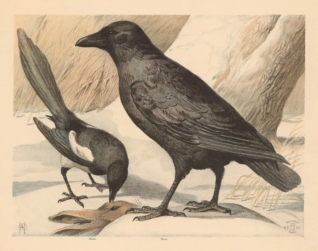 Ravn Og Skade