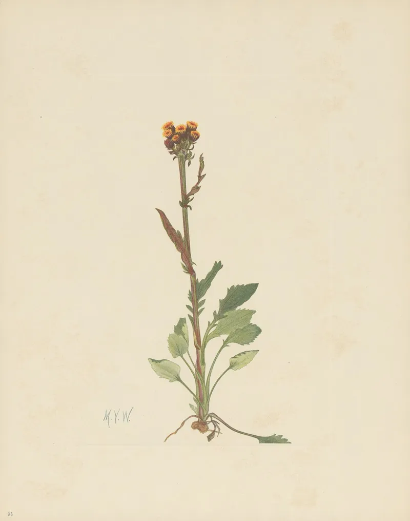 Rayless Groundsel Senecio Pauciflorus 3