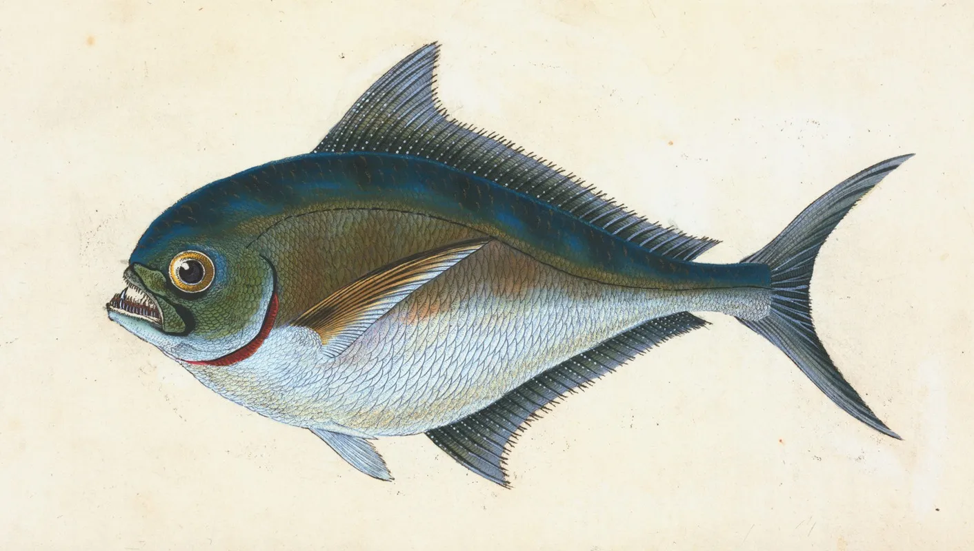 Rays Toothed Gilt Head Sparus Raii