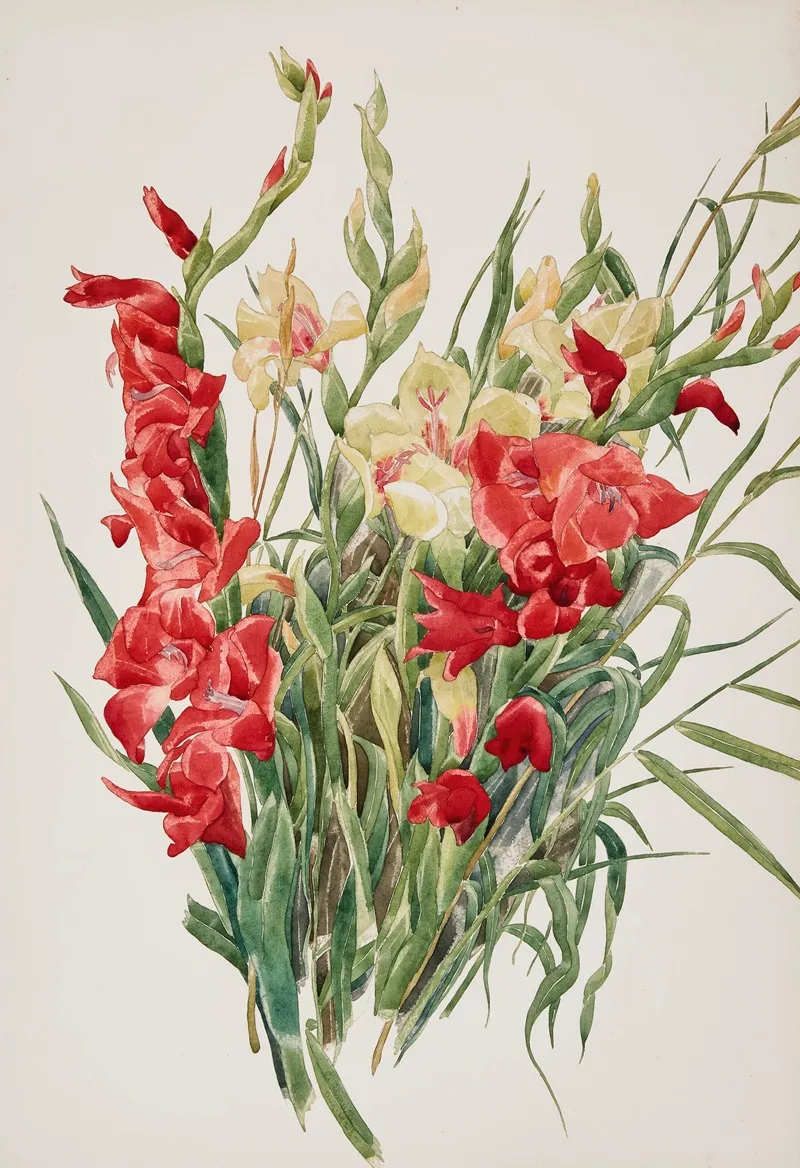 Red And Yellow Gladioli