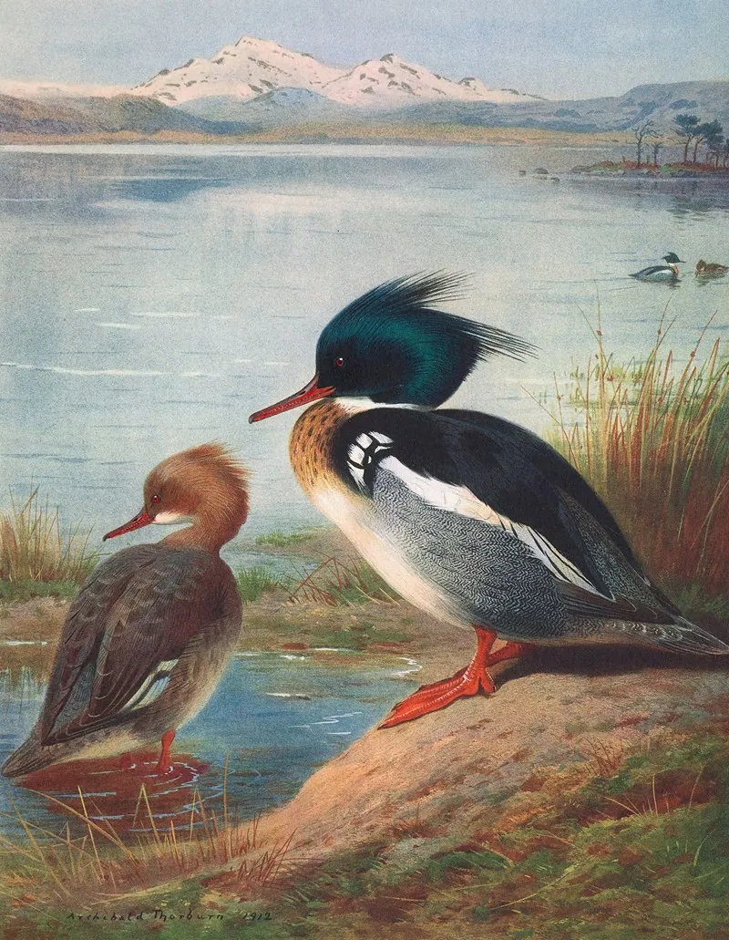 Red Breasted Merganser by Archibald Thorburn - Canvas Print
