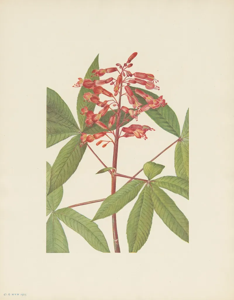Red Buckeye Aesculus Pavia 3