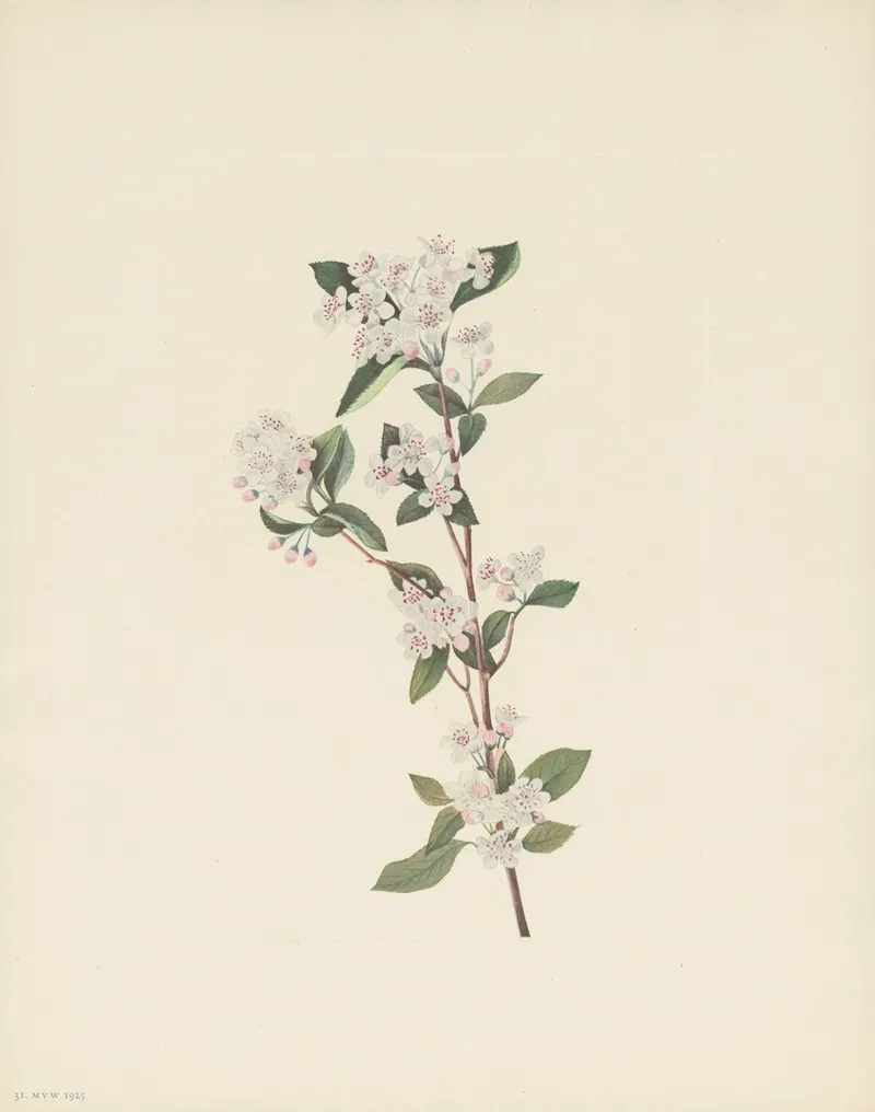 Red Chokeberry Flower Aronia Arbutifolia 2