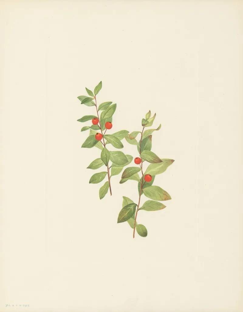 Red Comandra Comandra Livida 3