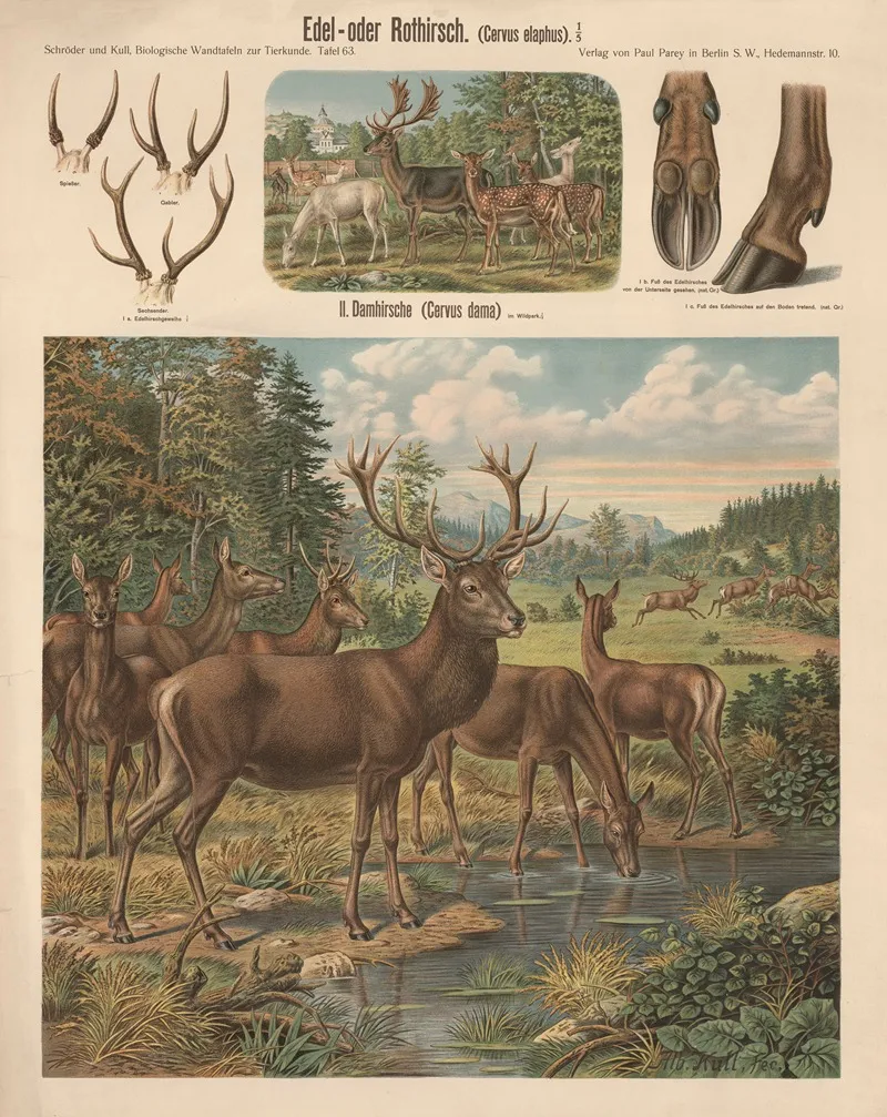 Red Deer Cervus Elaphus