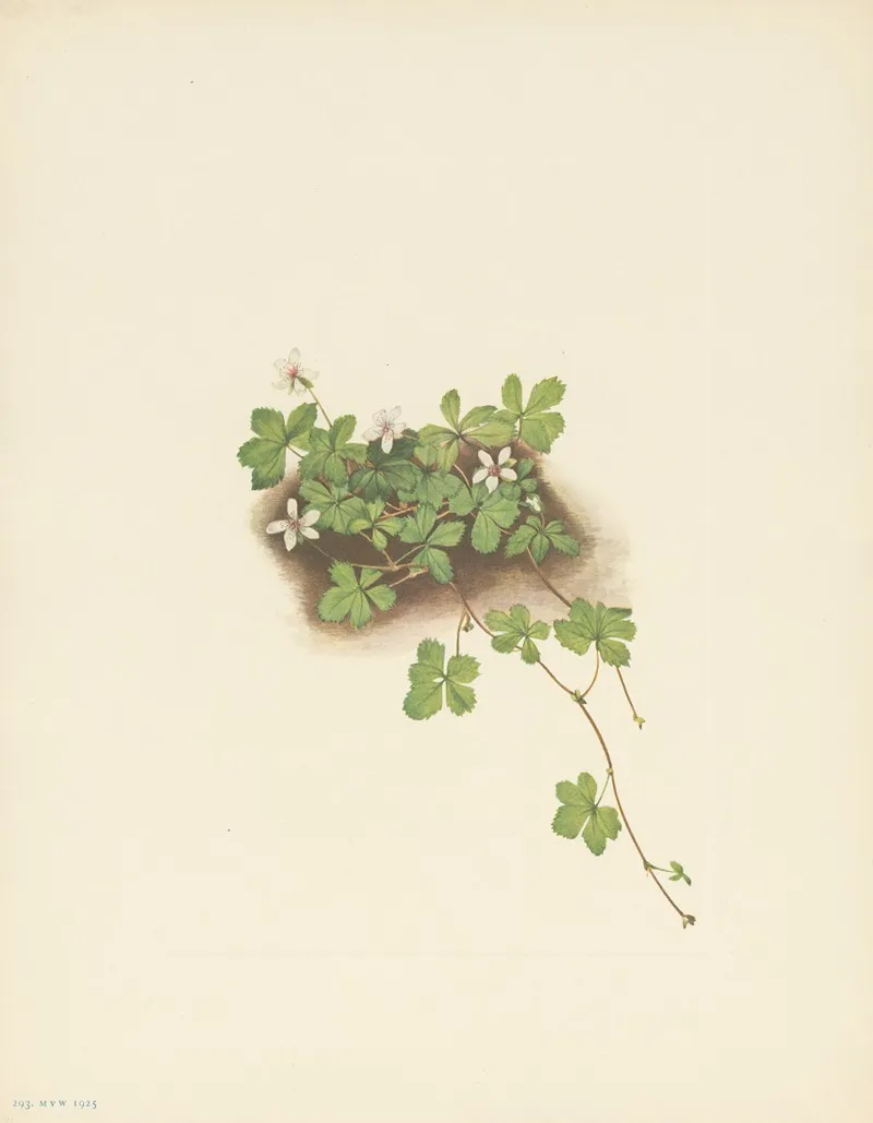 Red Dewberry Rubus Pedatus 3