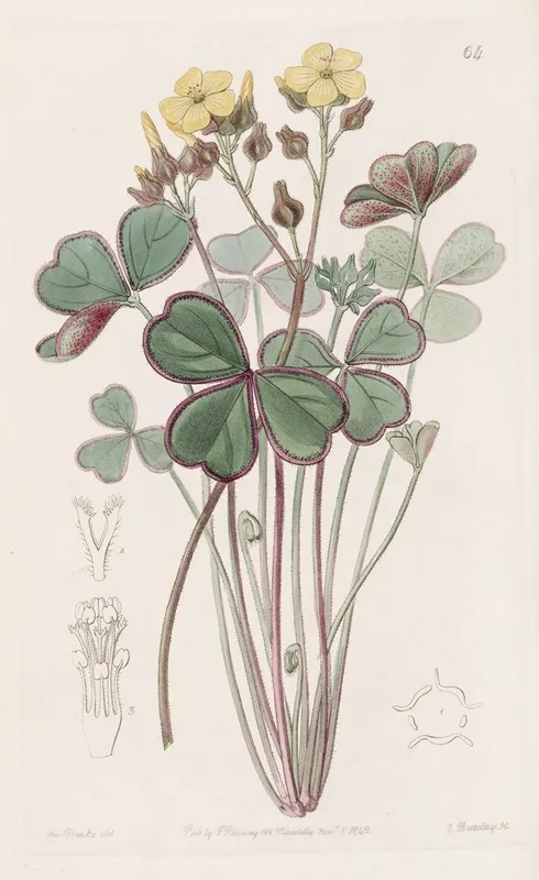Red Edged Wood Sorrel