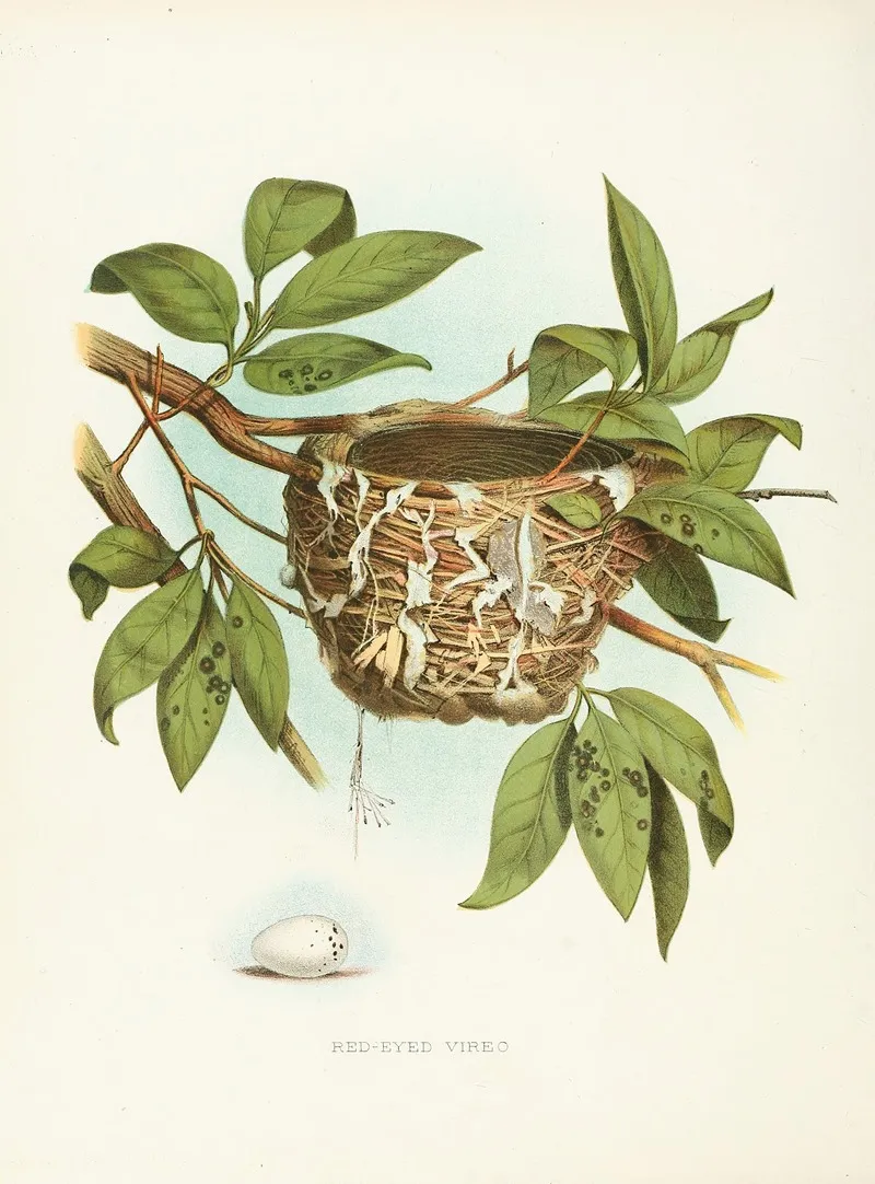 Red Eyed Vireo by Edwin L. Sheppard - Canvas Print