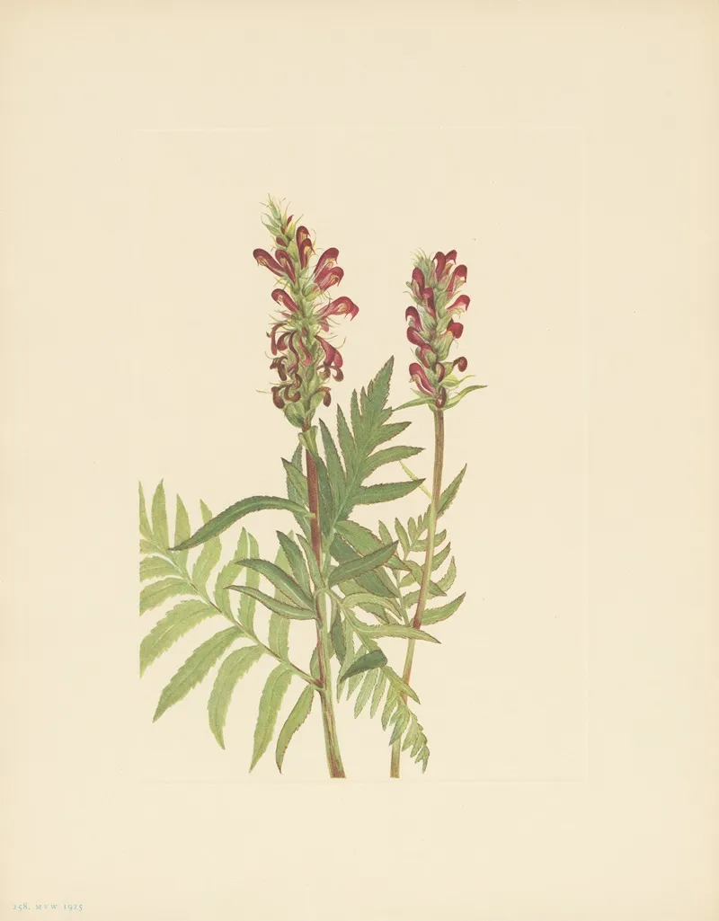 Red Helmet Pedicularis Bracteosa 3