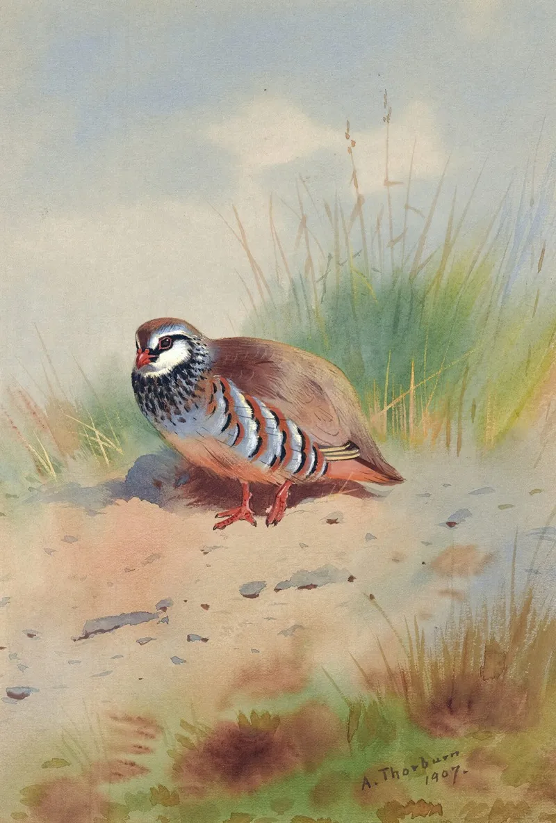 Red Legged Partridge