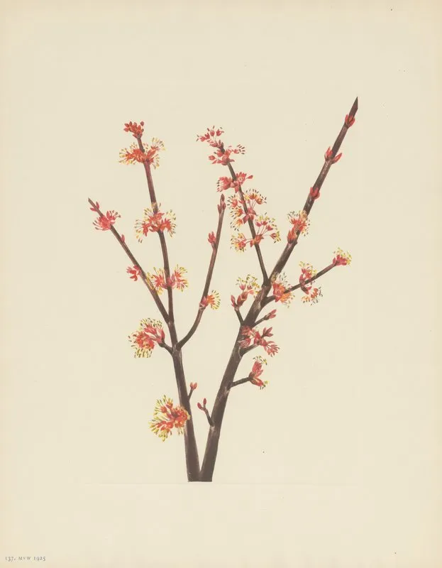 Red Maple Acer Rubrum 3