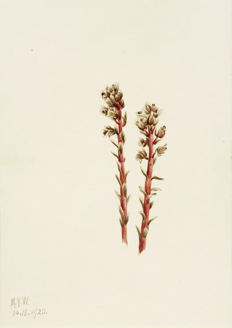 Red Pinesap Hypopitys Lanuginosa 2
