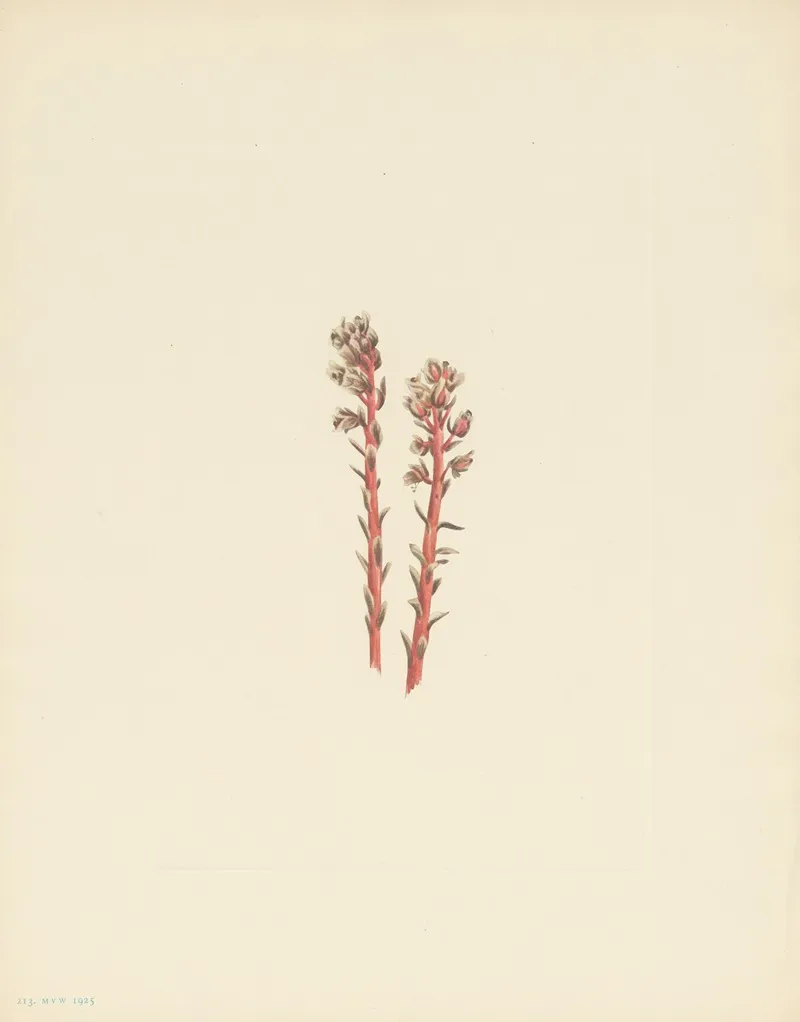 Red Pinesap Hypopitys Lanuginosa 3