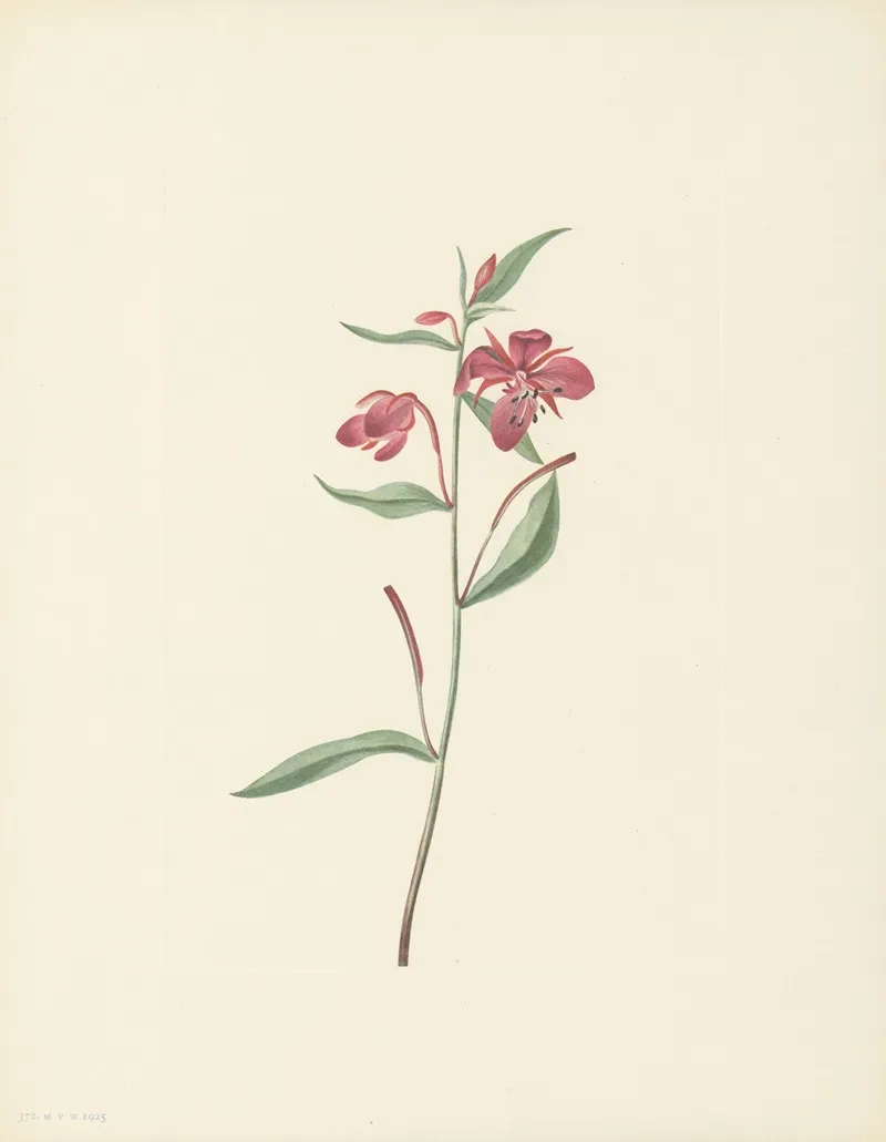 Red Willowweed Epilobium Latifolium 3