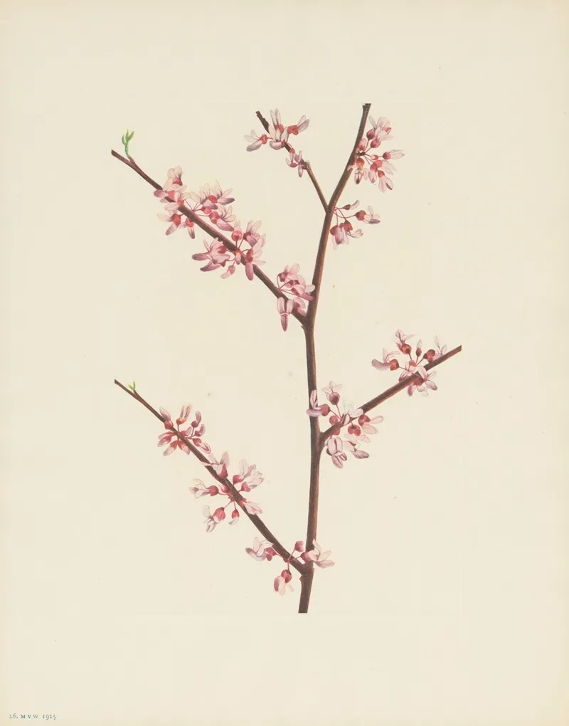 Redbud Cercis Canadensis 2