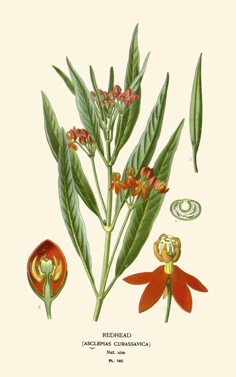 Redhead 3 by Edward Step - Canvas Print